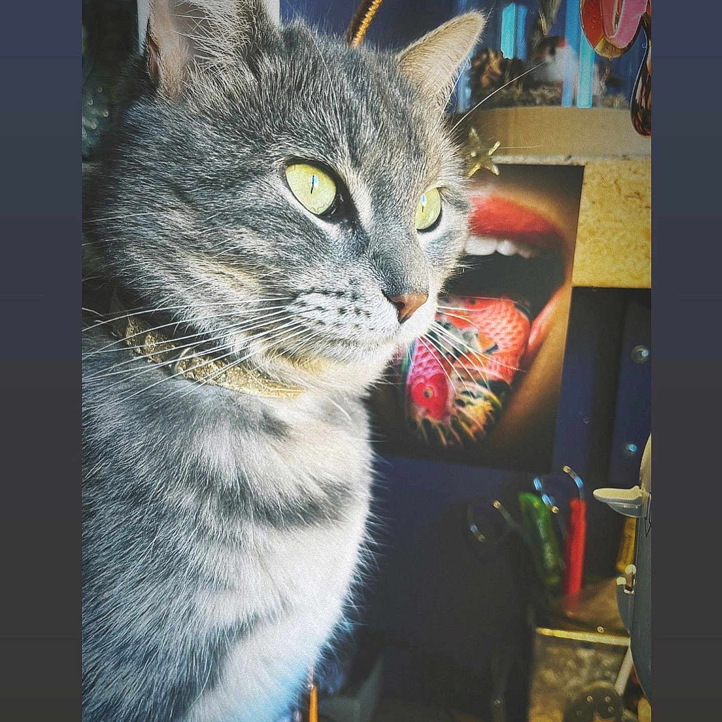 Blue participe au concours pour gagner de l'argent avec cette photo : artwork, background, cat, close_up, collar, cozy, curious, decor, domestic_cat, feline, fish_tongue, gray_tabby, indoor, mouth_painting, pets, portrait, soft_light, table, whiskers, yellow_eyes