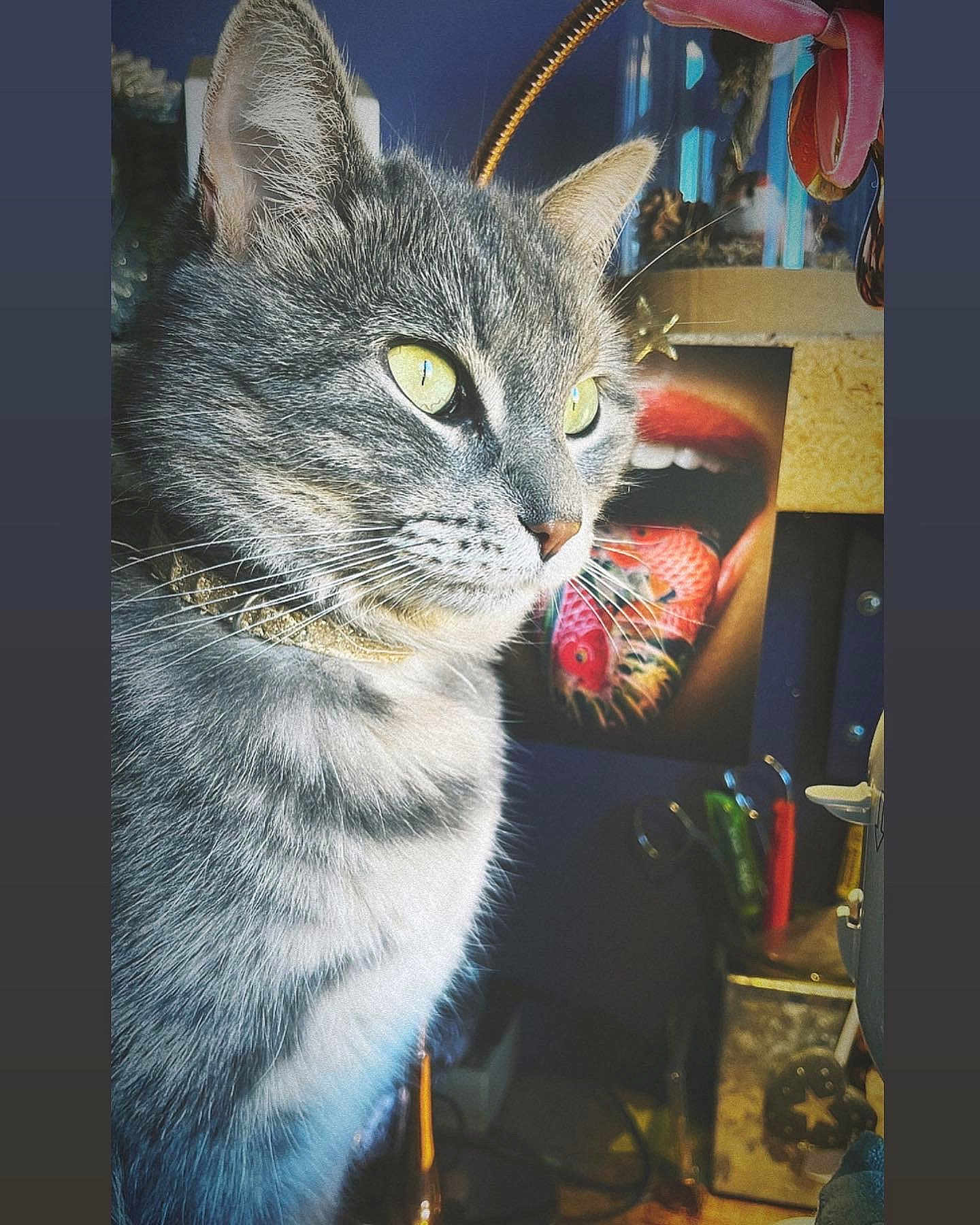 Blue participe au concours pour gagner de l'argent avec cette photo : artwork, background, cat, close_up, collar, cozy, curious, decor, domestic_cat, feline, fish_tongue, gray_tabby, indoor, mouth_painting, pets, portrait, soft_light, table, whiskers, yellow_eyes