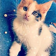 Iris participe au concours pour gagner de l'argent avec cette photo : american_wirehair, british_longhair, carnivore, cat, felidae, fur, kitten, norwegian_forest_cat, persian, polydactyl_cat, ragamuffin, ragdoll, small_to_medium_sized_cats, whiskers