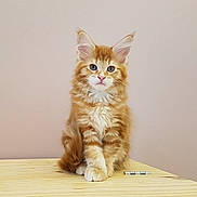 Odor participe au concours pour gagner de l'argent avec cette photo : carnivoran, cat, cat_like_mammal, domestic_short_haired_cat, fauna, fur, kitten, kurilian_bobtail, maine_coon, mammal, small_to_medium_sized_cats, vertebrate, whiskers