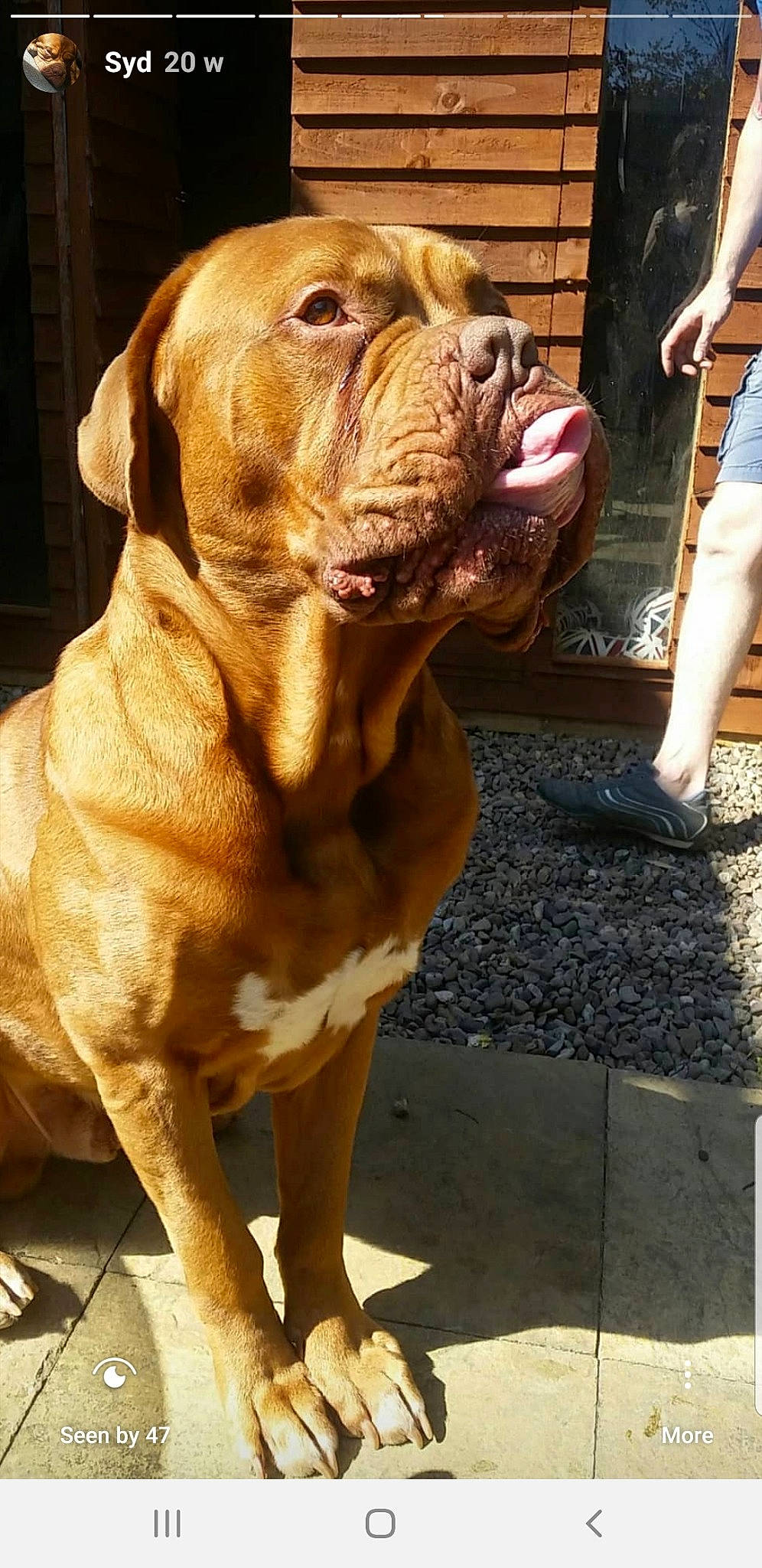 Syd is registered to the contest to win money with this photo: ancient_dog_breeds, bandog, bulldog, bullmastiff, canidae, carnivore, dog, dog_breed, dogue_de_bordeaux, fawn, guard_dog, korean_mastiff, mammal, molosser, neapolitan_mastiff, rare_breed_dog, sporting_group, tosa, vertebrate, working_dog