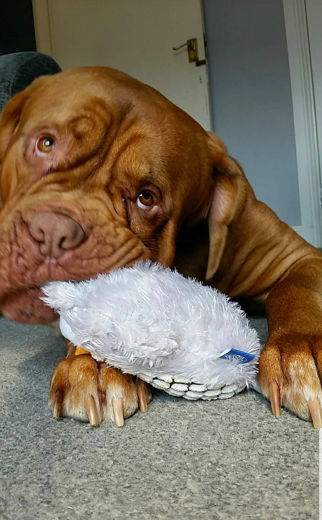 Syd is registered to the contest to win money with this photo: bracco_italiano, canidae, carnivore, companion_dog, dog, dog_breed, dogue_de_bordeaux, fawn, korean_mastiff, mammal, portuguese_pointer, rare_breed_dog, snout, sporting_group, vertebrate, vizsla, working_dog, wrinkle