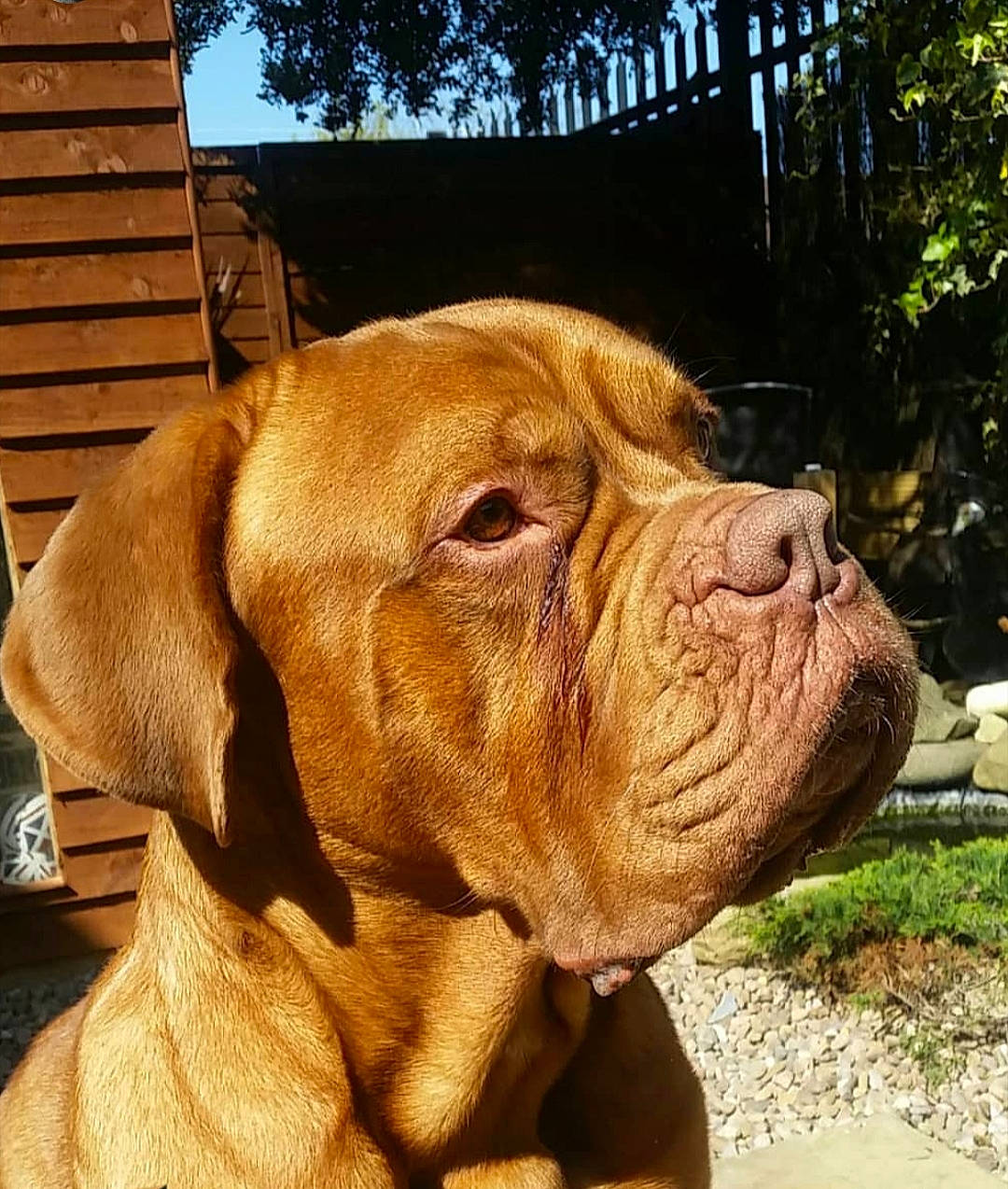 Syd is registered to the contest to win money with this photo: ancient_dog_breeds, canidae, carnivore, companion_dog, dog, dog_breed, dogue_de_bordeaux, fawn, guard_dog, korean_mastiff, mammal, molosser, rare_breed_dog, snout, sporting_group, tosa, vertebrate, vizsla, working_dog, wrinkle