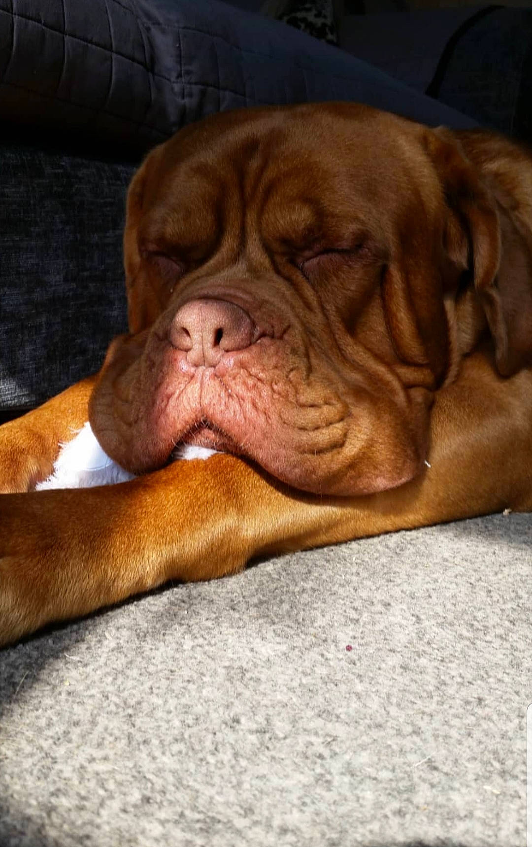Syd is registered to the contest to win money with this photo: boxer, bullmastiff, canidae, carnivore, companion_dog, dog, dog_breed, dogue_de_bordeaux, fawn, guard_dog, korean_mastiff, mammal, molosser, nap, skin, snout, sporting_group, vertebrate, working_dog, wrinkle
