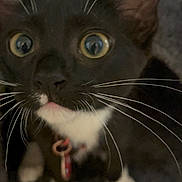 Kai is registered to the contest to win money with this photo: cat, black_and_white, whiskers, close_up, pet, curious, wide_eyes, collar, indoor, feline, animal, face, ears, nose, tongue, paws, young_cat, domestic_cat, fur, alert