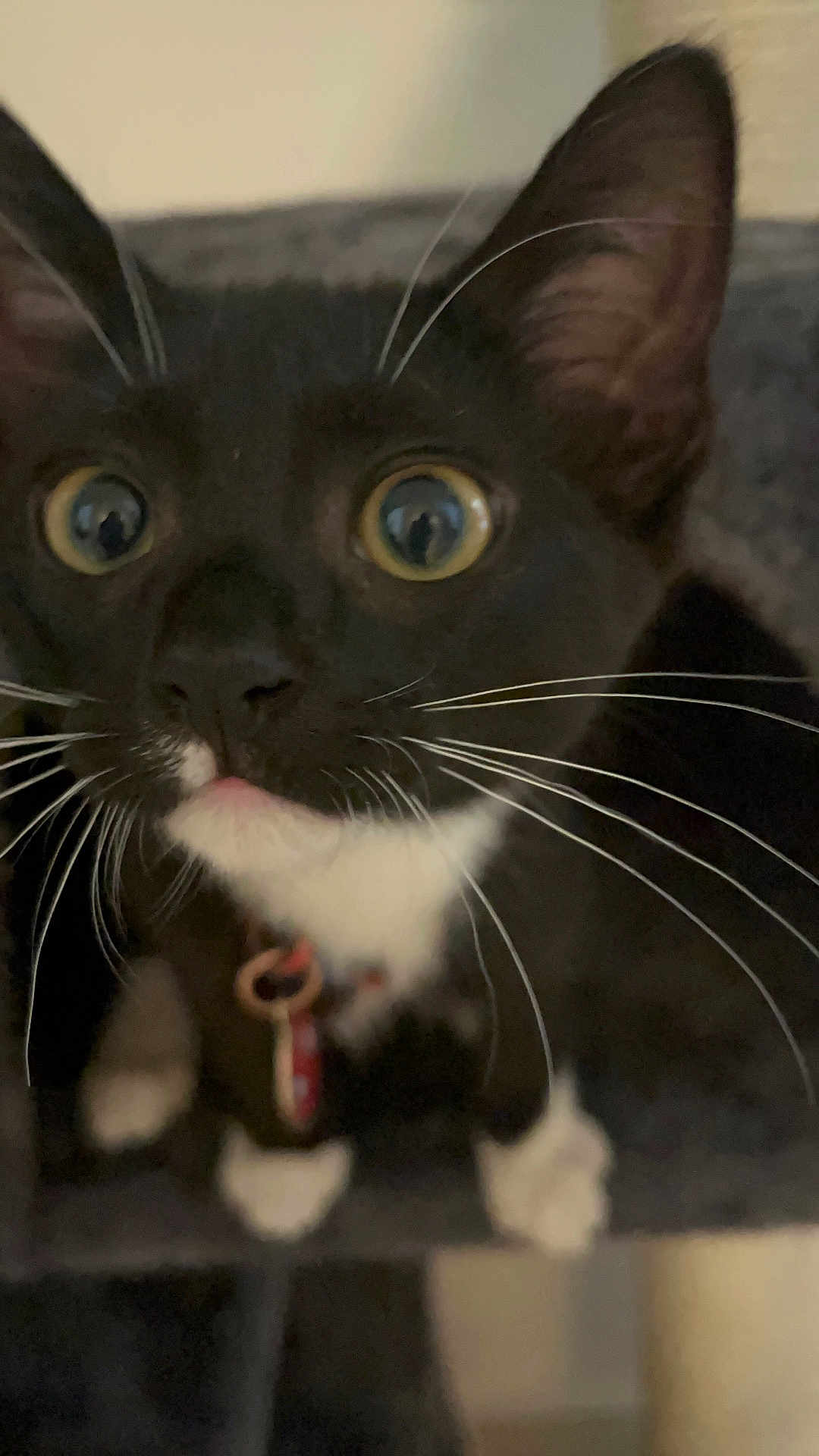 Kai is registered to the contest to win money with this photo: cat, black_and_white, whiskers, close_up, pet, curious, wide_eyes, collar, indoor, feline, animal, face, ears, nose, tongue, paws, young_cat, domestic_cat, fur, alert