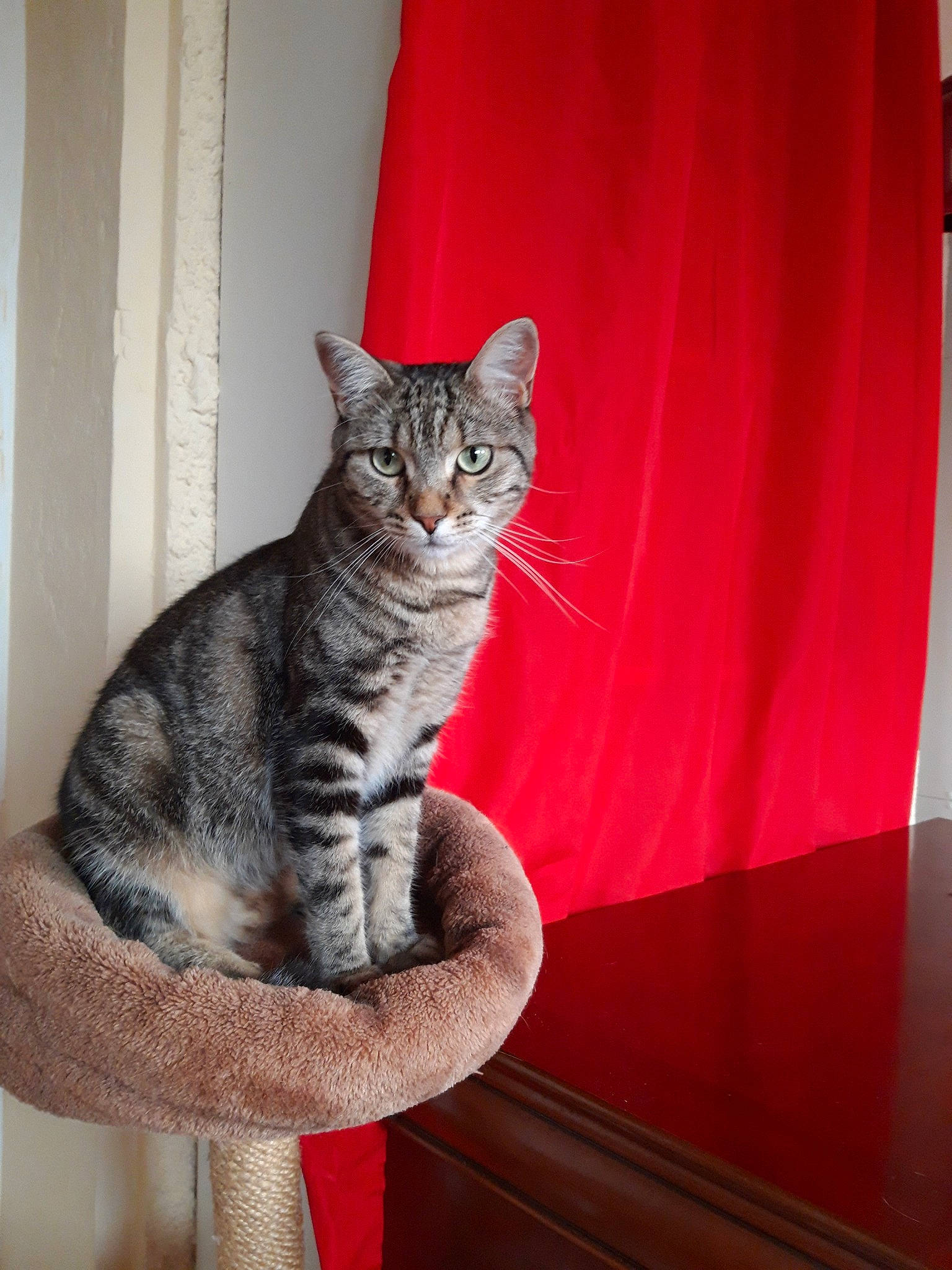 Oriane participe au concours pour gagner de l'argent avec cette photo : american_shorthair, american_wirehair, asian, australian_mist, california_spangled, carnivore, cat, domestic_short_haired_cat, dragon_li, egyptian_mau, european_shorthair, felidae, kitten, mammal, ocicat, pixie_bob, small_to_medium_sized_cats, tabby_cat, vertebrate, whiskers