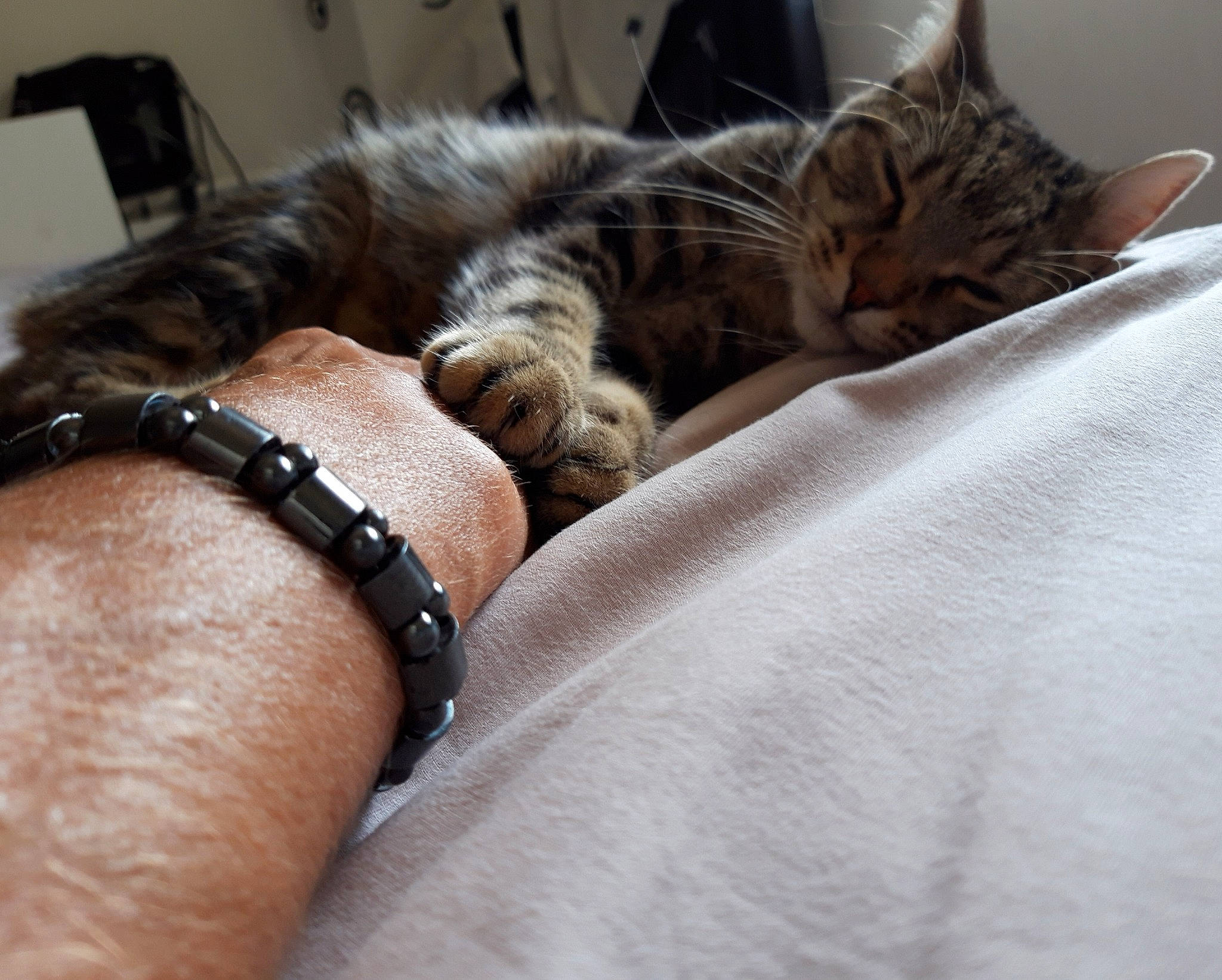 Oriane a rejoint le concours — aidez-le/la à gagner de superbes lots ! american_shorthair, asian, bengal, carnivore, cat, comfort, domestic_short_haired_cat, dragon_li, european_shorthair, felidae, fur, hand, kitten, mammal, nap, paw, small_to_medium_sized_cats, snout, tabby_cat, whiskers