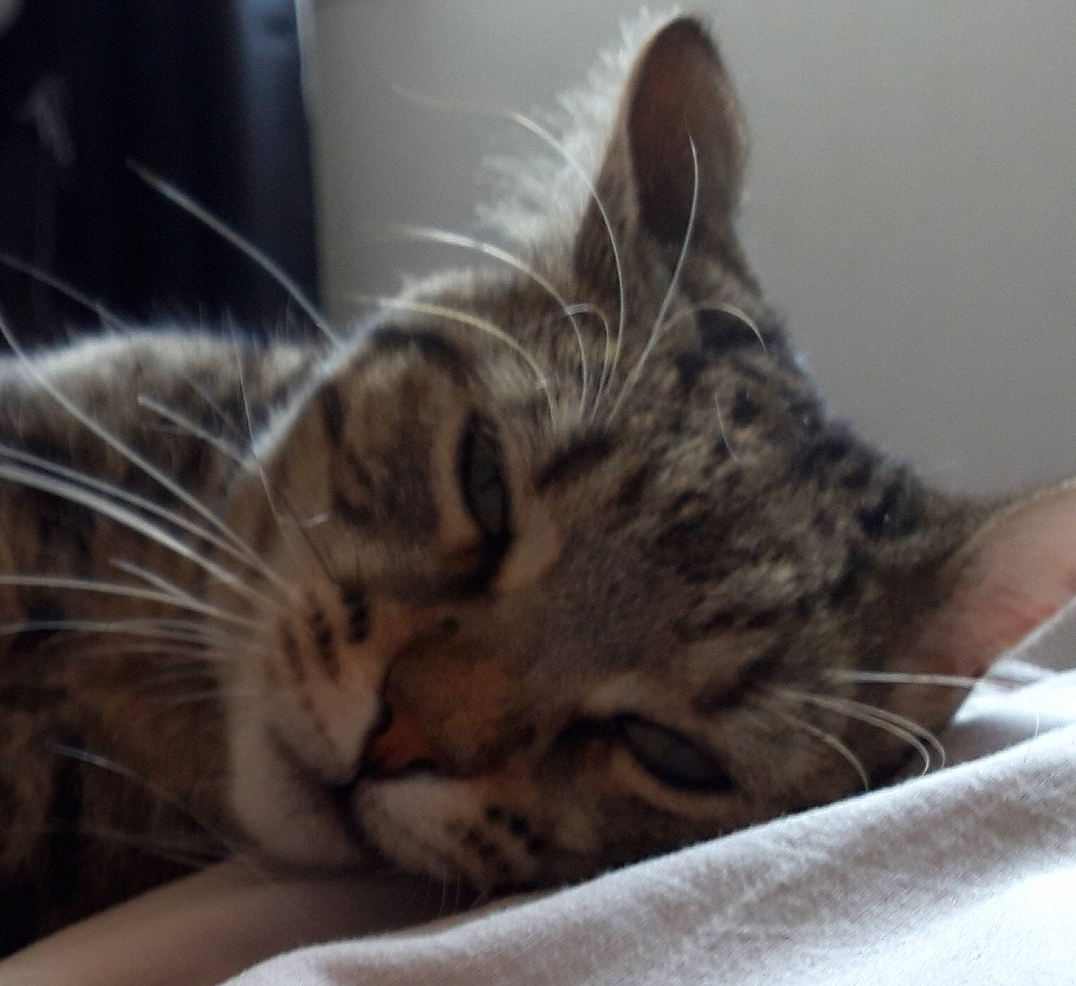 Oriane participe au concours pour gagner de l'argent avec cette photo : american_shorthair, asian, bengal, california_spangled, carnivore, cat, close_up, domestic_short_haired_cat, dragon_li, european_shorthair, felidae, fur, kitten, mammal, pixie_bob, sleep, small_to_medium_sized_cats, snout, tabby_cat, whiskers