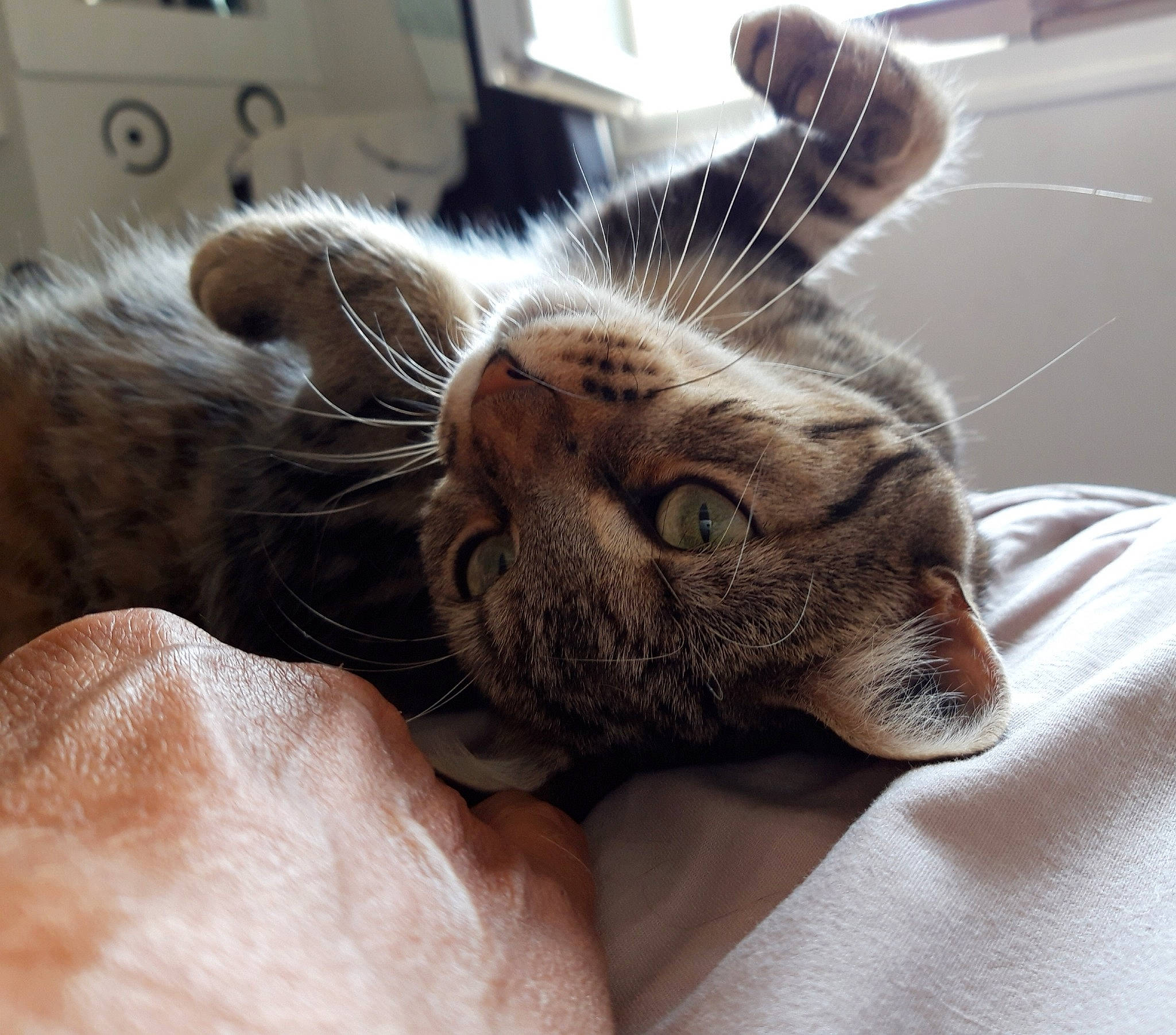 Oriane participe au concours pour gagner de l'argent avec cette photo : american_shorthair, asian, carnivore, cat, close_up, domestic_short_haired_cat, dragon_li, ear, european_shorthair, eye, felidae, fur, nose, ocicat, paw, skin, small_to_medium_sized_cats, snout, tabby_cat, whiskers