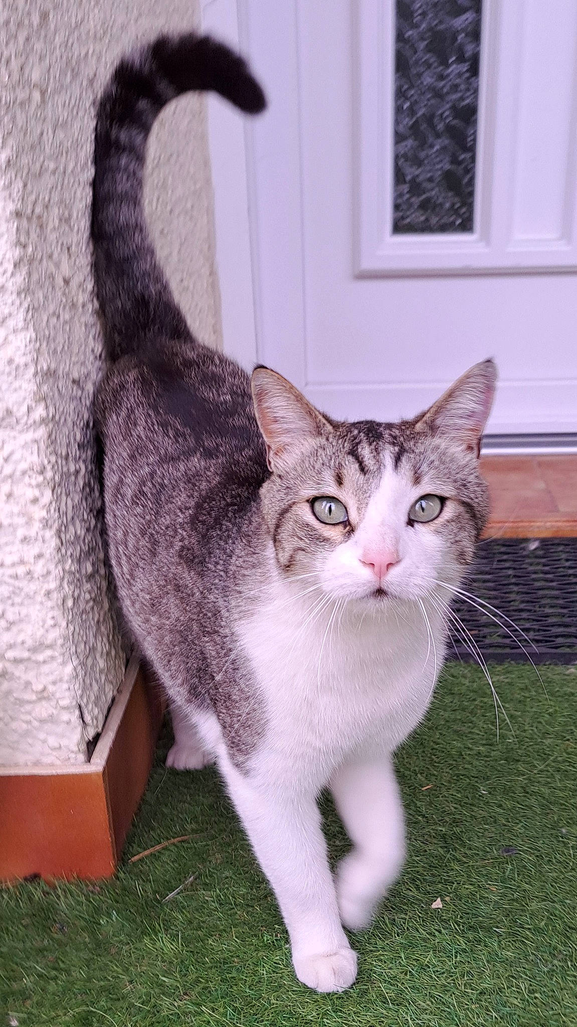 Oliver a rejoint le concours — aidez-le/la à gagner de superbes lots ! carnivore, cat, cat_furniture, cat_supply, collar, domestic_short_haired_cat, door, fawn, felidae, fur, grass, paw, pet_supply, plant, small_to_medium_sized_cats, snout, tail, terrestrial_animal, whiskers, window