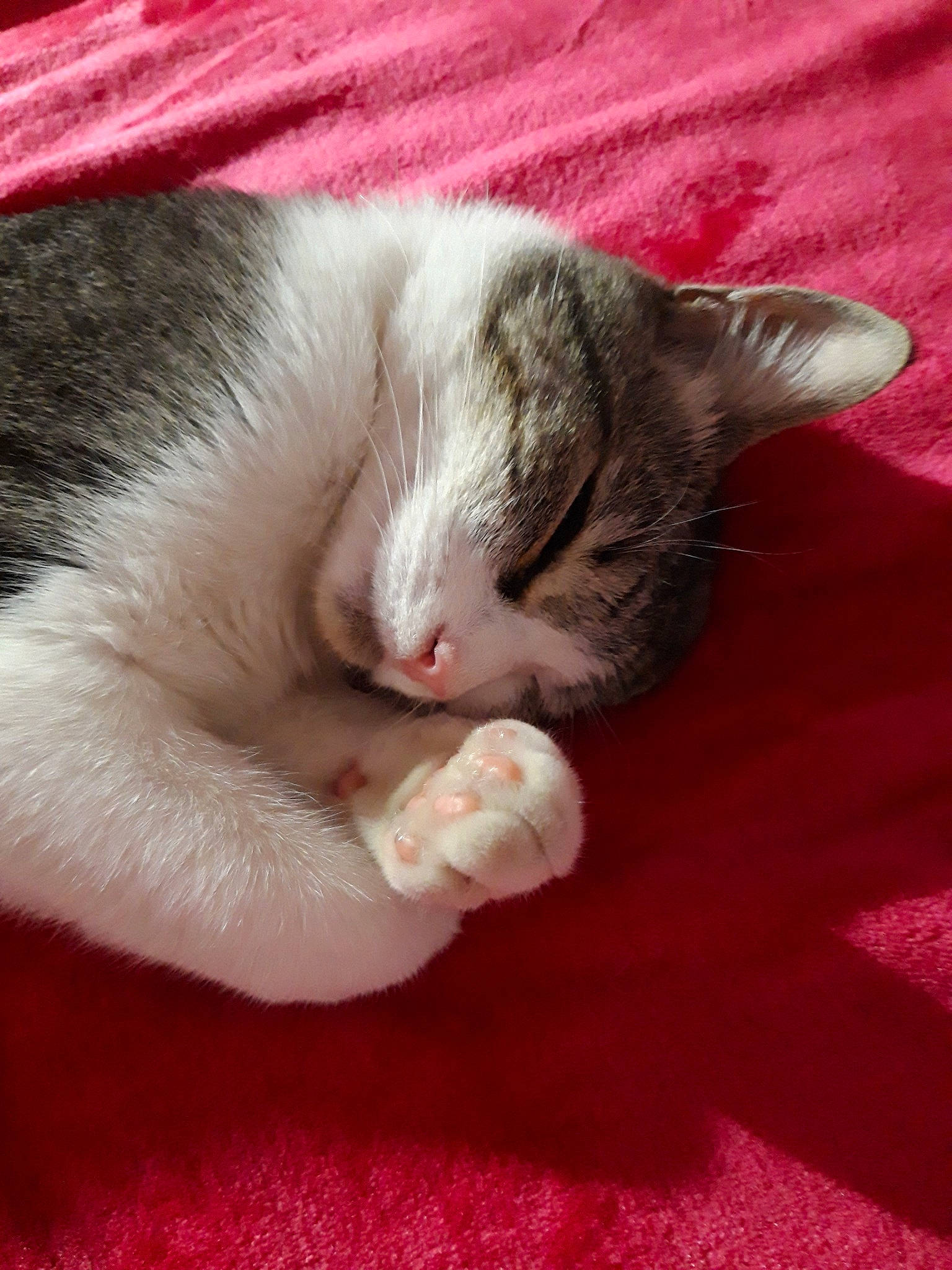 Oliver participe au concours pour gagner de l'argent avec cette photo : aegean_cat, american_wirehair, asian, carnivore, cat, claw, domestic_short_haired_cat, european_shorthair, fawn, felidae, fur, kitten, mammal, nap, paw, polydactyl_cat, sleep, small_to_medium_sized_cats, snout, whiskers