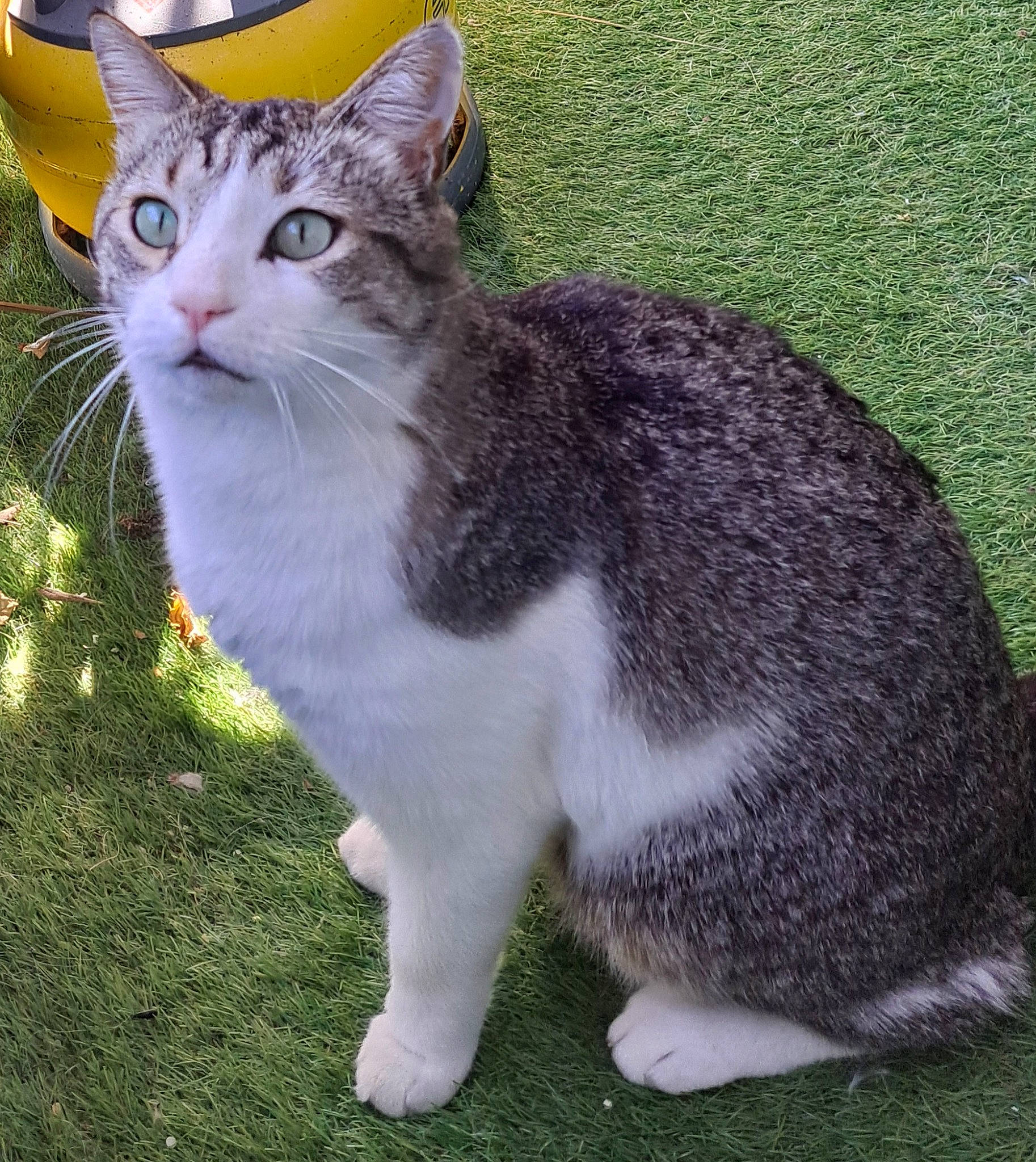Oliver a rejoint le concours — aidez-le/la à gagner de superbes lots ! carnivore, cat, domestic_short_haired_cat, eye, felidae, fur, grass, groundcover, paw, photo_caption, plant, sitting, small_to_medium_sized_cats, snout, tail, terrestrial_animal, tree, whiskers, wildlife