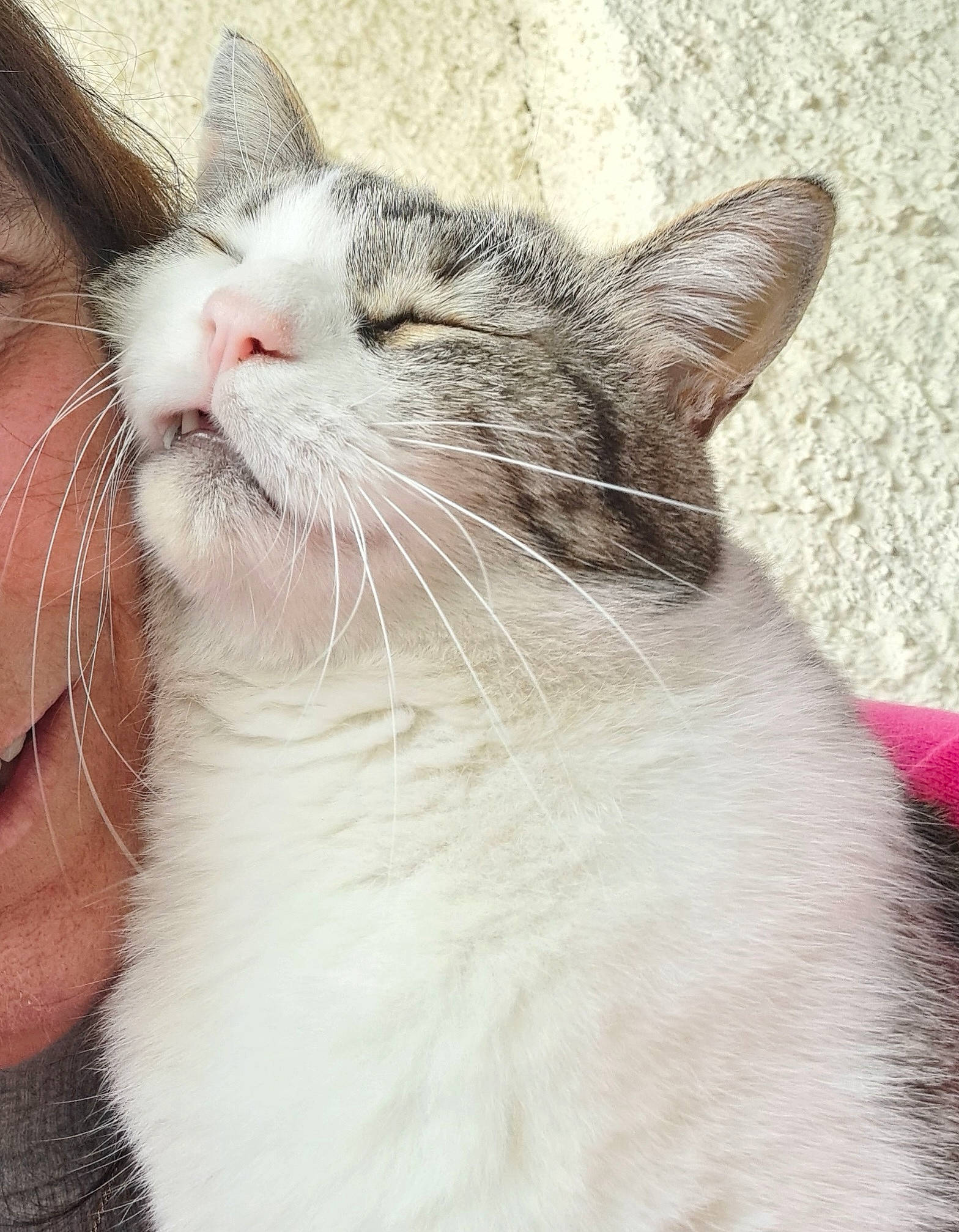 Oliver participe au concours pour gagner de l'argent avec cette photo : carnivore, cat, domestic_short_haired_cat, felidae, fur, paw, small_to_medium_sized_cats, snout, whiskers, window