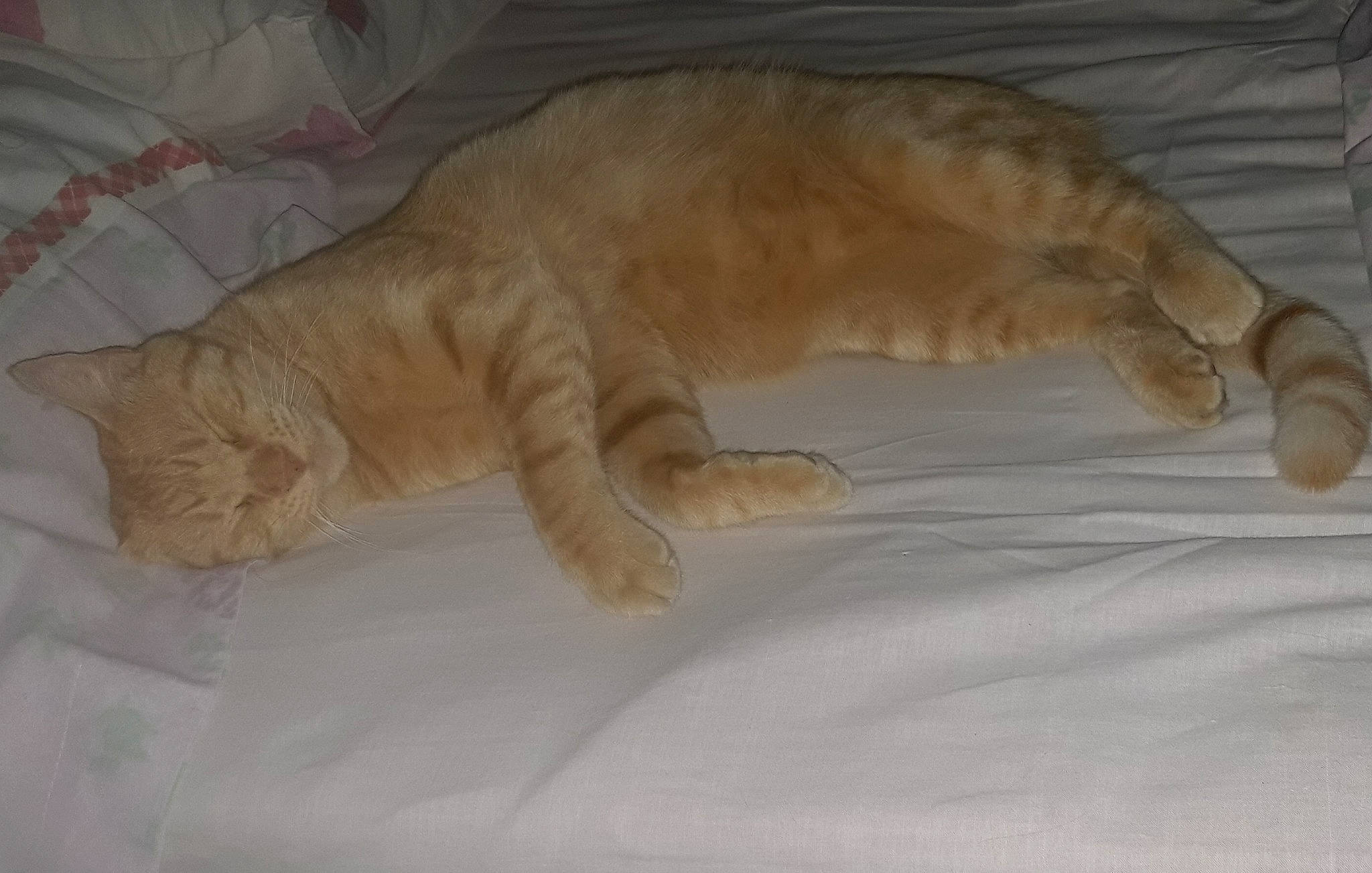 Oréo a rejoint le concours — aidez-le/la à gagner de superbes lots ! carnivore, cat, fawn, felidae, small_to_medium_sized_cats, tabby_cat, tail, whiskers