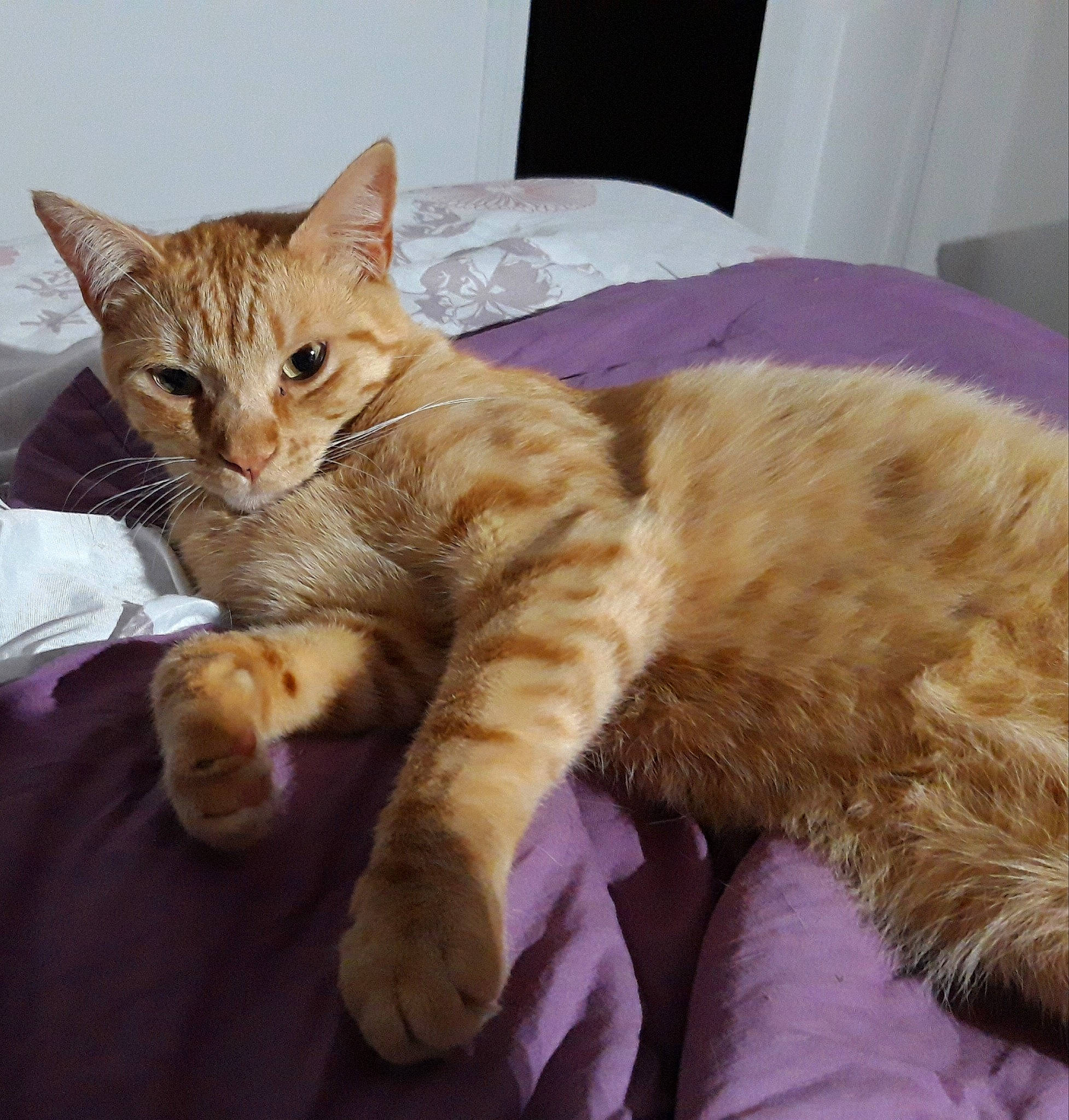 Oréo participe au concours pour gagner de l'argent avec cette photo : american_shorthair, arabian_mau, asian, australian_mist, carnivore, cat, claw, domestic_short_haired_cat, dragon_li, european_shorthair, fawn, felidae, fur, german_rex, kitten, mammal, paw, small_to_medium_sized_cats, tabby_cat, whiskers