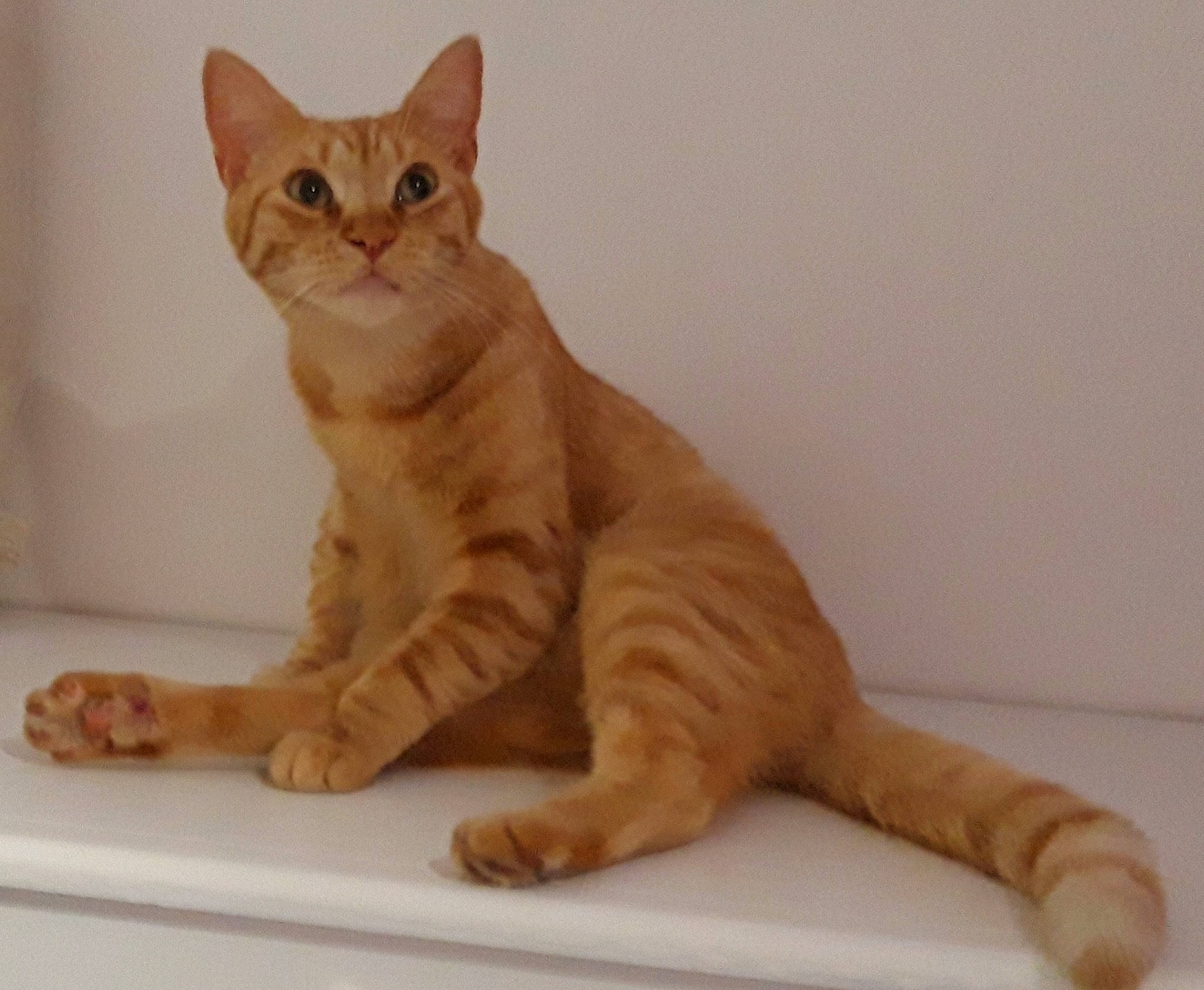 Oréo participe au concours pour gagner de l'argent avec cette photo : american_wirehair, arabian_mau, asian, australian_mist, carnivore, cat, domestic_short_haired_cat, european_shorthair, fawn, felidae, german_rex, kitten, mammal, paw, rex_cat, small_to_medium_sized_cats, tabby_cat, tail, vertebrate, whiskers