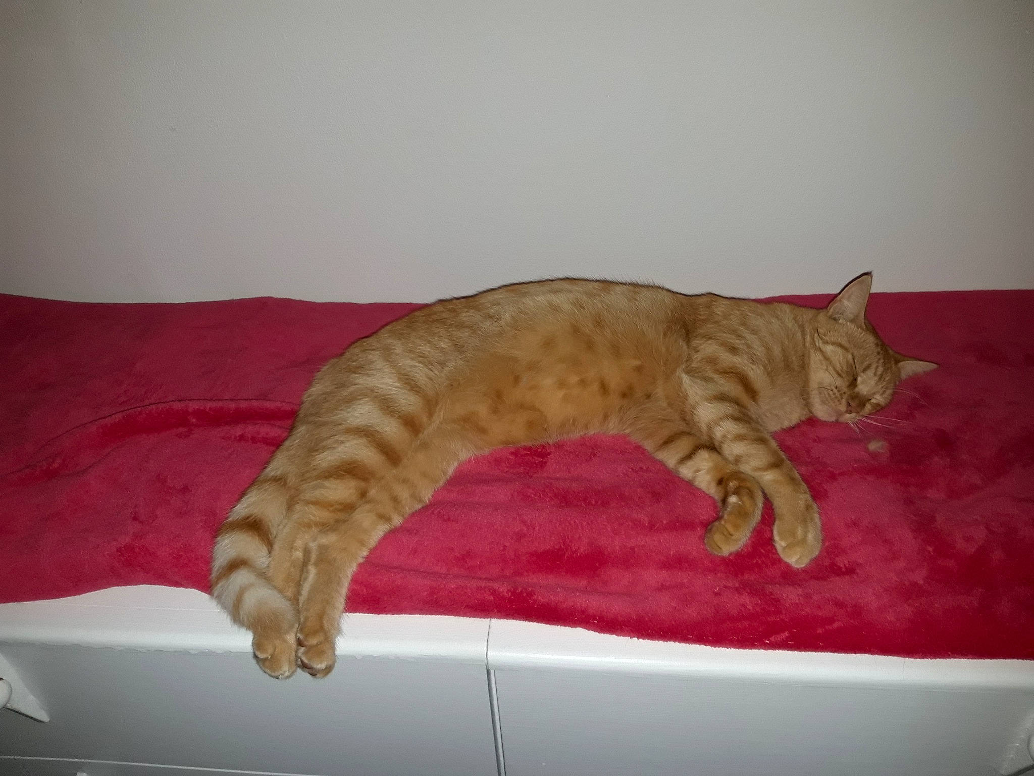 Oréo participe au concours pour gagner de l'argent avec cette photo : arabian_mau, australian_mist, california_spangled, carnivore, cat, domestic_short_haired_cat, dragon_li, european_shorthair, fawn, felidae, kitten, mammal, ocicat, small_to_medium_sized_cats, tabby_cat, tail, whiskers