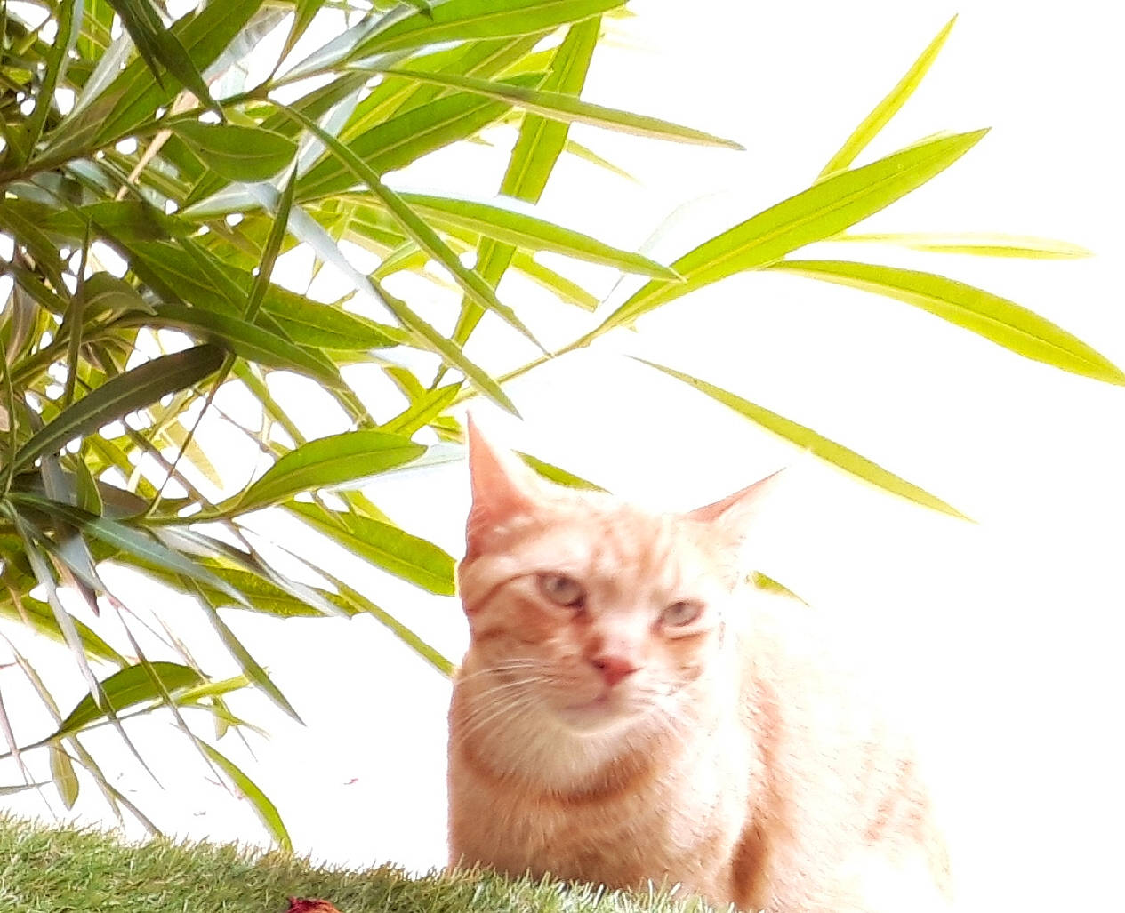 Oréo participe au concours pour gagner de l'argent avec cette photo : carnivore, cat, felidae, grass, grass_family, maine_coon, organism, plant, plant_stem, small_to_medium_sized_cats, sunlight, tail, whiskers
