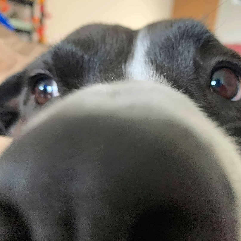 Bella is registered to the contest to win money with this photo: animal, bostonbull, bulldog, canine, cat, dog, hound, husky, labradorretriever, pet, pointer, puppy, snout, whitedog