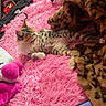 Kimiko joined the competition — help win amazing prizes! animal, bed, cat, cozy, cute, fluffy_blanket, fur, home, indoor, kitten, leopard_print, pet, pink, plush_toy, relaxing, resting, sleeping, small_animal, soft_texture, toy