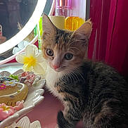 Kimiko is registered to the contest to win money with this photo: kitten, cat, pet, animal, fur, whiskers, mirror, lighting, decor, flower, trinkets, table, pink, yellow, white, curious, indoor, closeup, young, cute
