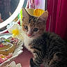 kitten, cat, pet, animal, fur, whiskers, mirror, lighting, decor, flower, trinkets, table, pink, yellow, white, curious, indoor, closeup, young, cute