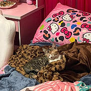Kimiko is registered to the contest to win money with this photo: bed, blanket, blue, brown, cat, cozy, curtains, cute, decor, furniture, hello_kitty, indoor, leopard_print, pillow, pink, relaxing, room, sleeping, soft, striped_blanket