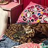 bed, blanket, blue, brown, cat, cozy, curtains, cute, decor, furniture, hello_kitty, indoor, leopard_print, pillow, pink, relaxing, room, sleeping, soft, striped_blanket