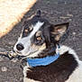 dog, animal, black_and_white, collar, leash, outdoor, dirt, pet, canine, fur, ears, animal_face, looking_back, sunlight, shadow, tethered, closeup, mammal, domestic_animal, portrait