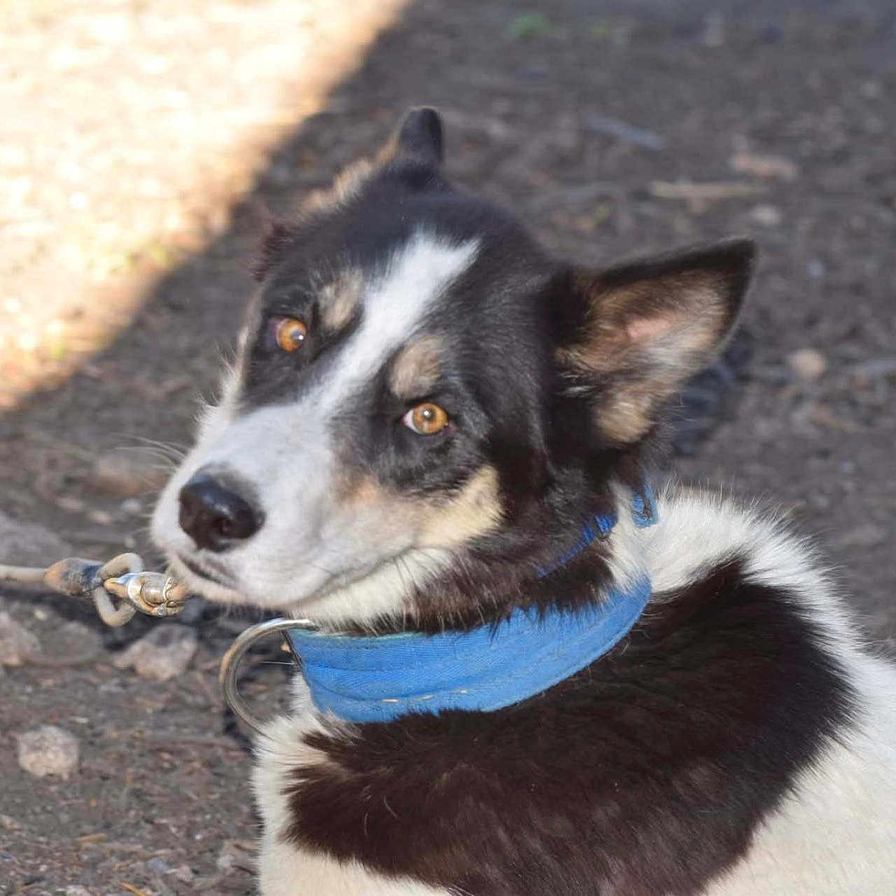 Molly joined the competition — help win amazing prizes! animal, animal_face, black_and_white, canine, closeup, collar, dirt, dog, domestic_animal, ears, fur, leash, looking_back, mammal, outdoor, pet, portrait, shadow, sunlight, tethered