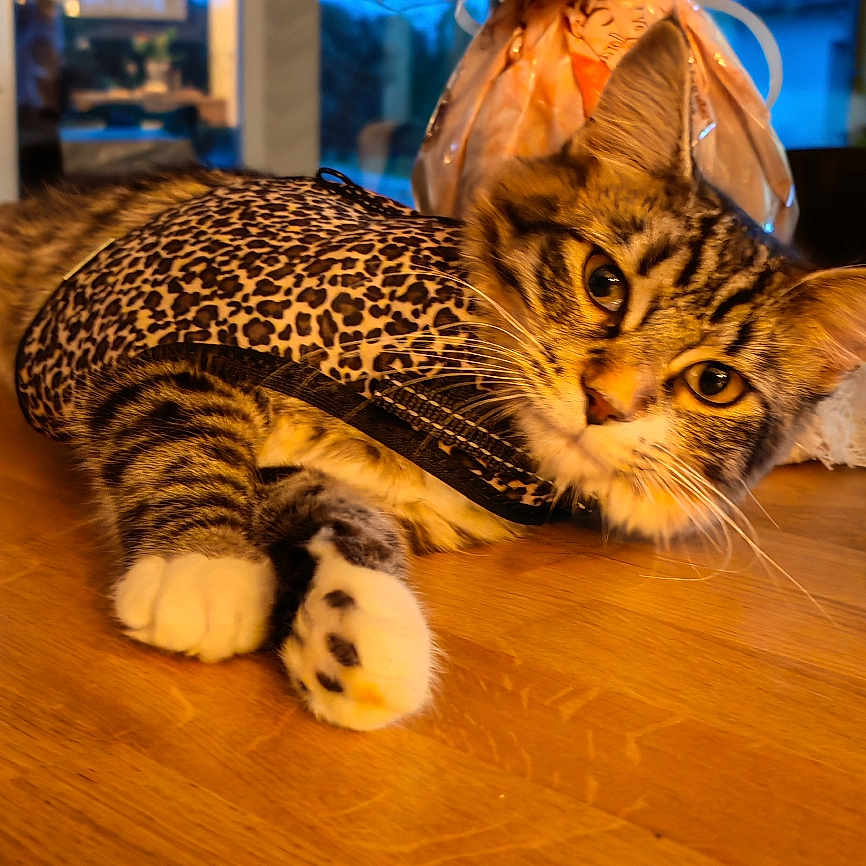 Luna participe au concours pour gagner de l'argent avec cette photo : abyssinian, animal, architecture, bag, building, cat, couch, furniture, hardwood, indoors, interiordesign, kitten, livingroom, manx, ocelot, pet, plywood, pub, room, wood