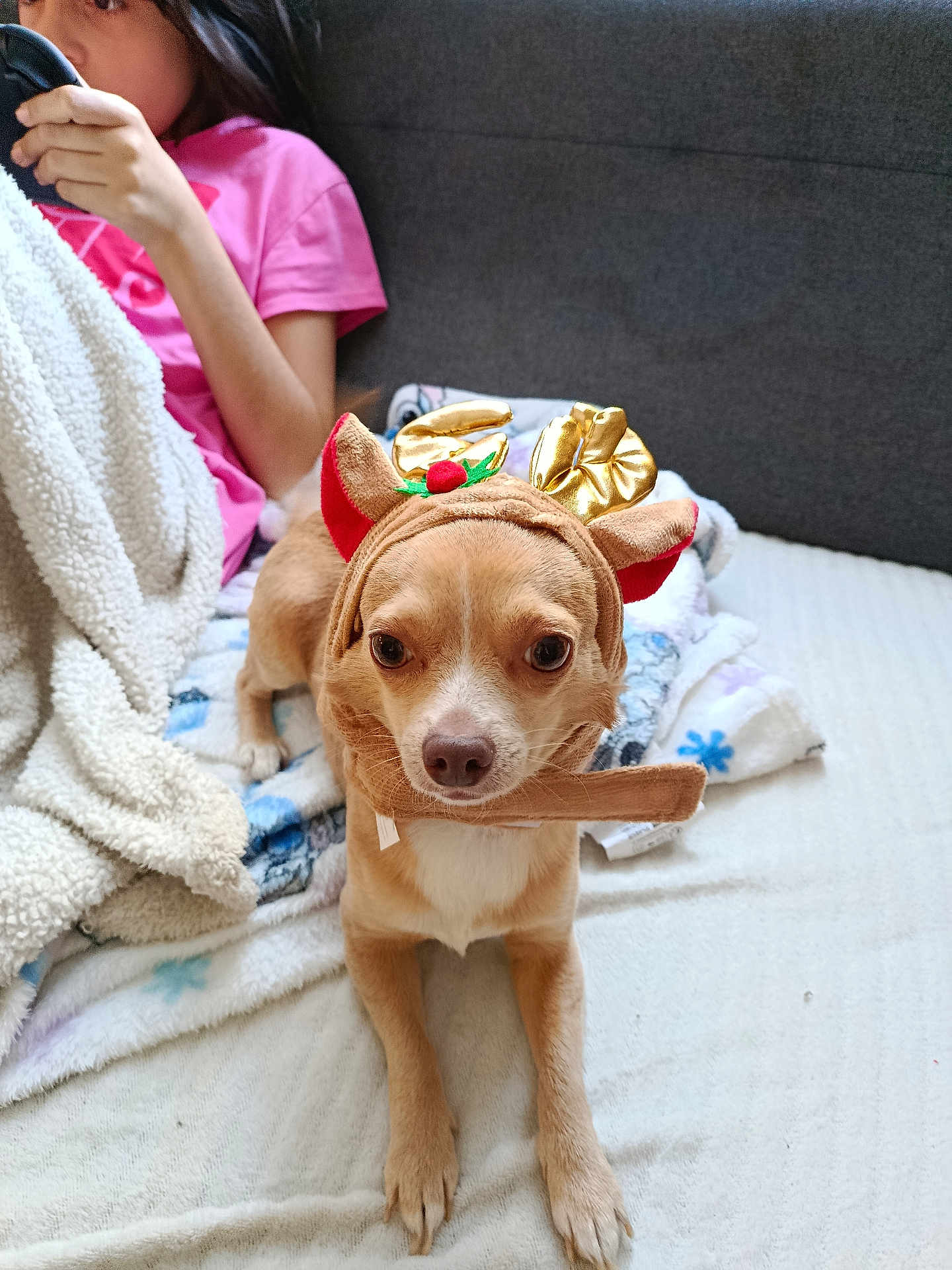 Aiko participe au concours pour gagner de l'argent avec cette photo : dog, small_dog, reindeer_hat, costume, blanket, couch, child, pink_shirt, indoor, pet, animal, cute, holiday, festive, cozy, brown_dog, face, ears, resting, looking