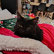 Coca participe au concours pour gagner de l'argent avec cette photo : cat, black_cat, blanket, indoor, living_room, furniture, chair, table, television, decor, statue, plant, floor, tile_floor, water_bottle, person_on_tv, red_blanket, green_blanket, cozy, pet