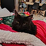 cat, black_cat, blanket, indoor, living_room, furniture, chair, table, television, decor, statue, plant, floor, tile_floor, water_bottle, person_on_tv, red_blanket, green_blanket, cozy, pet