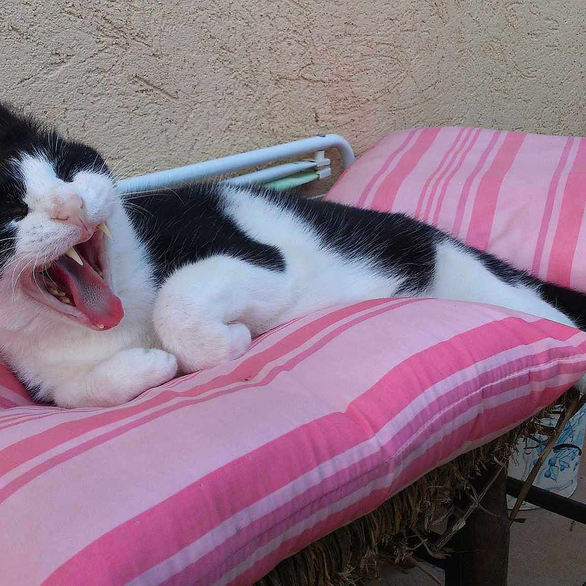 Gribouille