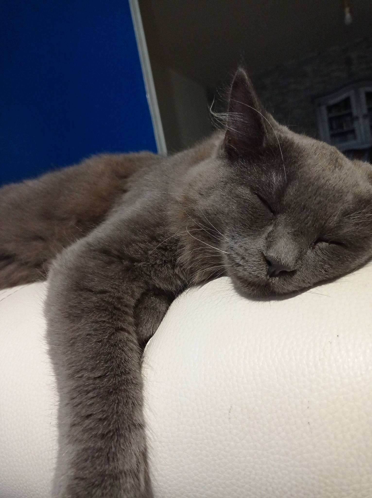 Patou participe au concours pour gagner de l'argent avec cette photo : british_shorthair, burmese, carnivore, cat, chartreux, domestic_short_haired_cat, ear, felidae, fur, kitten, korat, mammal, nap, nebelung, russian_blue, sky, small_to_medium_sized_cats, snout, tail, whiskers