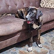 Natasha joined the competition — help win amazing prizes! animal, brindle, brown, canine, companion, couch, dog, domestic, floor, furniture, home, indoor, looking_away, mammal, pet, relaxed, seated, stone_tile, tongue_out, white_paws