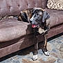 animal, brindle, brown, canine, companion, couch, dog, domestic, floor, furniture, home, indoor, looking_away, mammal, pet, relaxed, seated, stone_tile, tongue_out, white_paws