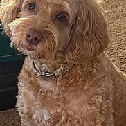 Lola joined the competition — help win amazing prizes! dog, golden_doodle, pet, fluffy, curly_fur, carpet, indoor, collar, cute, animal, mammal, sitting, accessory, feather, brown, closeup, companion, friendly, domestic, portrait