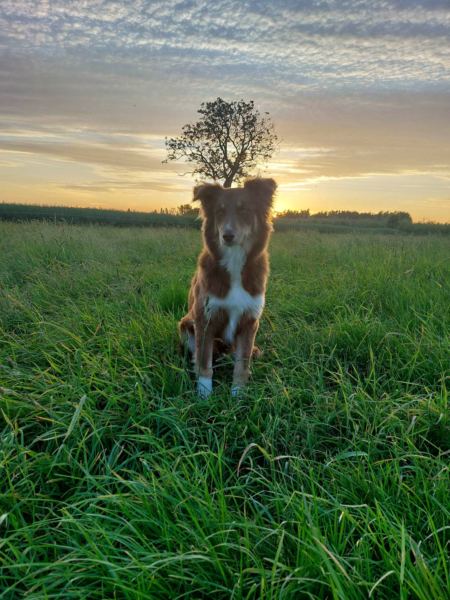 Taya participe au concours pour gagner de l'argent avec cette photo : carnivore, cloud, companion_dog, dog, dog_breed, fawn, grass, grassland, horizon, landscape, meadow, natural_landscape, pasture, people_in_nature, plant, prairie, sky, sporting_group, tail, tree