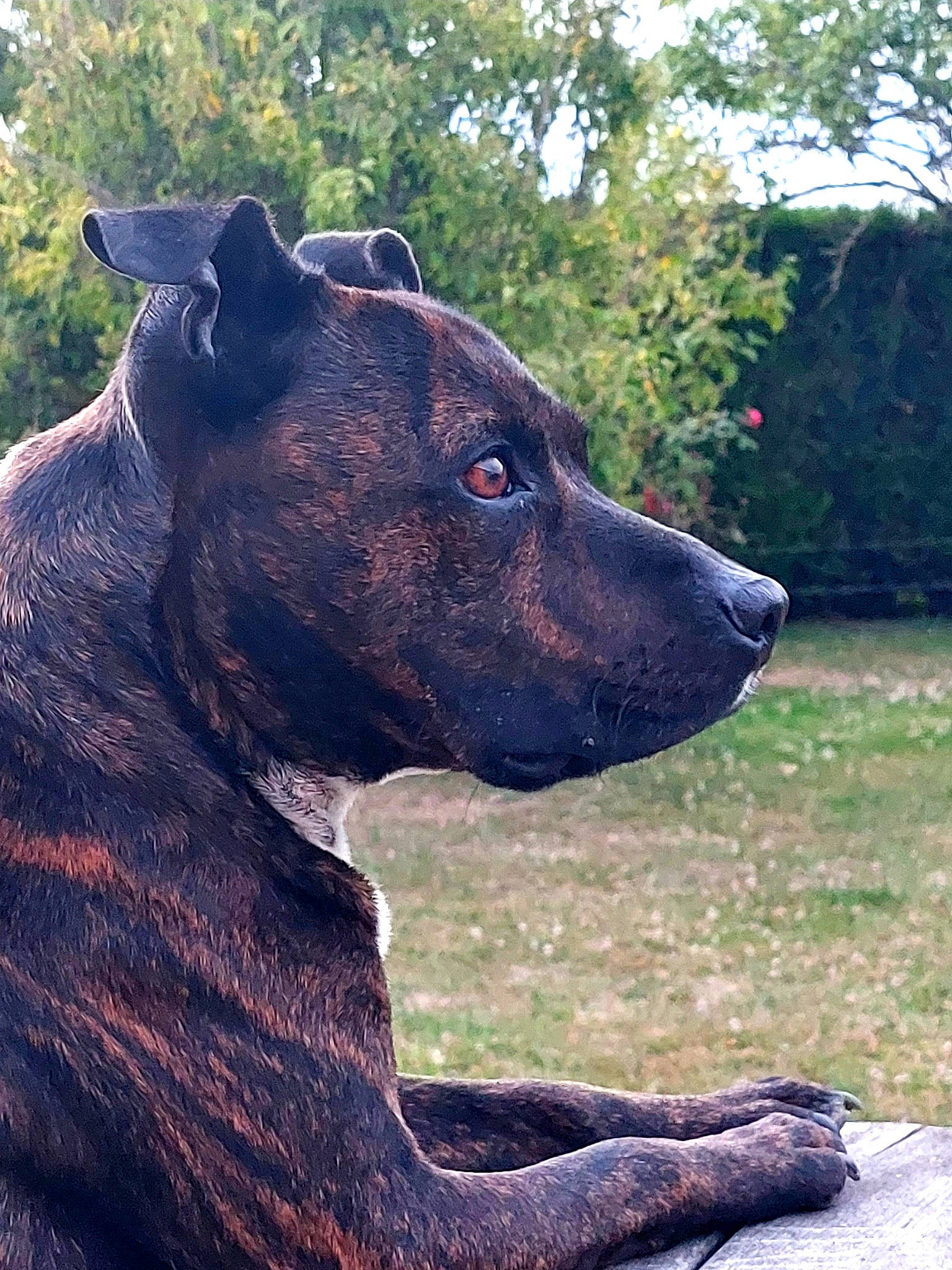 Jedi a rejoint le concours — aidez-le/la à gagner de superbes lots ! canidae, carnivore, collar, companion_dog, dog, dog_breed, dog_collar, fawn, fur, giant_dog_breed, grass, guard_dog, plant, snout, sporting_group, terrestrial_animal, tree, whiskers, window, working_animal