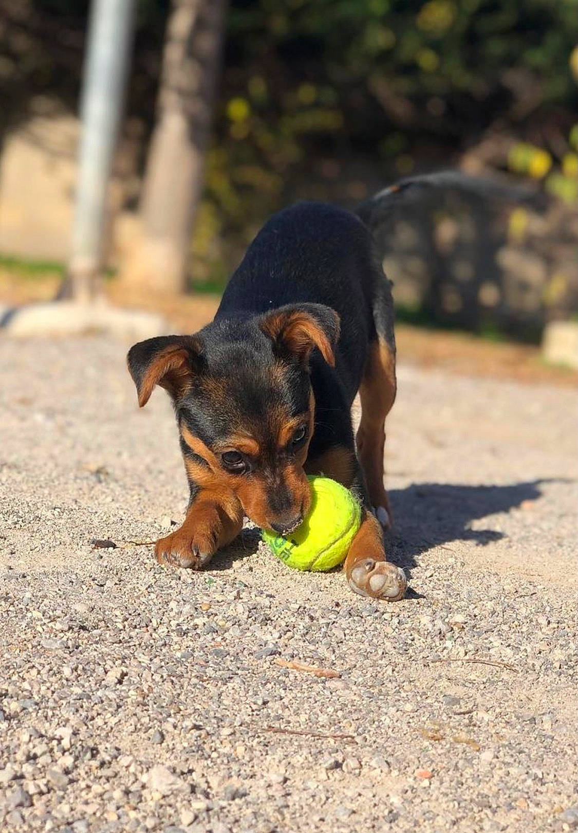 Cannelle participe au concours pour gagner de l'argent avec cette photo : asphalt, biting, canidae, carnivore, companion_dog, dog, dog_breed, fawn, grass, guard_dog, paw, pinscher, plant, snout, sporting_group, tail, terrestrial_animal, toy_dog, working_animal, working_dog