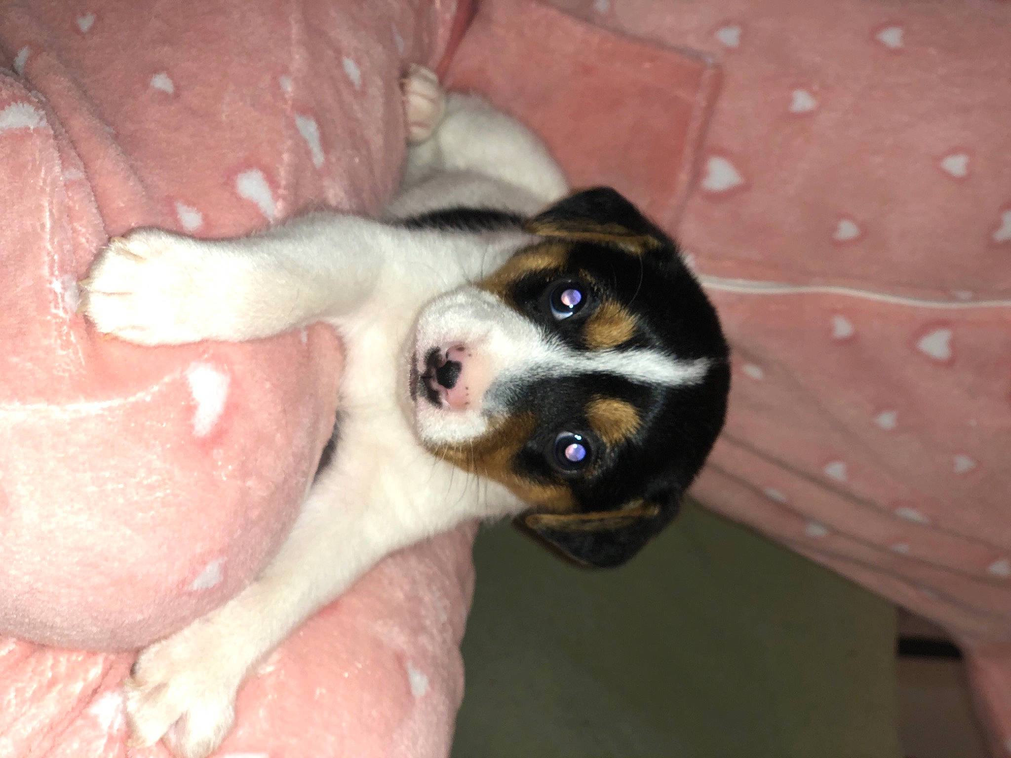 Cannelle a rejoint le concours — aidez-le/la à gagner de superbes lots ! canidae, carnivore, chilean_fox_terrier, comfort, companion_dog, dog, dog_breed, fawn, foot, fur, nail, non_sporting_group, paw, puppy, puppy_love, sporting_group, street_dog, toe, whiskers, working_animal