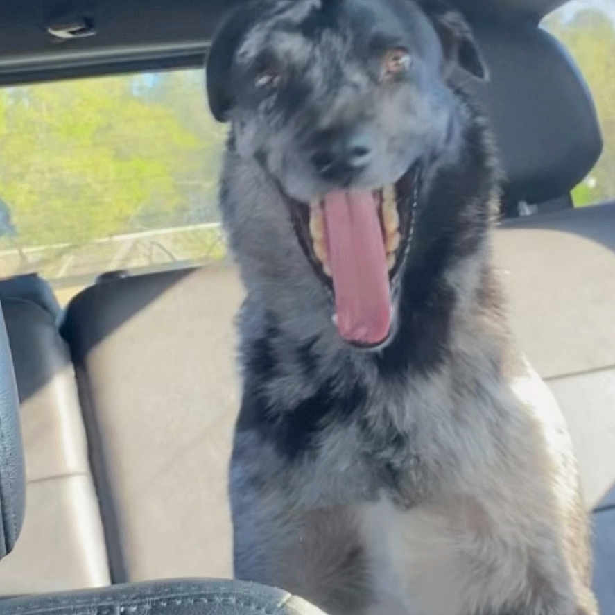 Roxy joined the competition — help win amazing prizes! animal, backseat, canine, car, daylight, dog, happy, interior, leather_seat, lock_screen, mouth_open, notification, pet, phone_screen, seat, smiling, sunlight, tongue, window, yawning