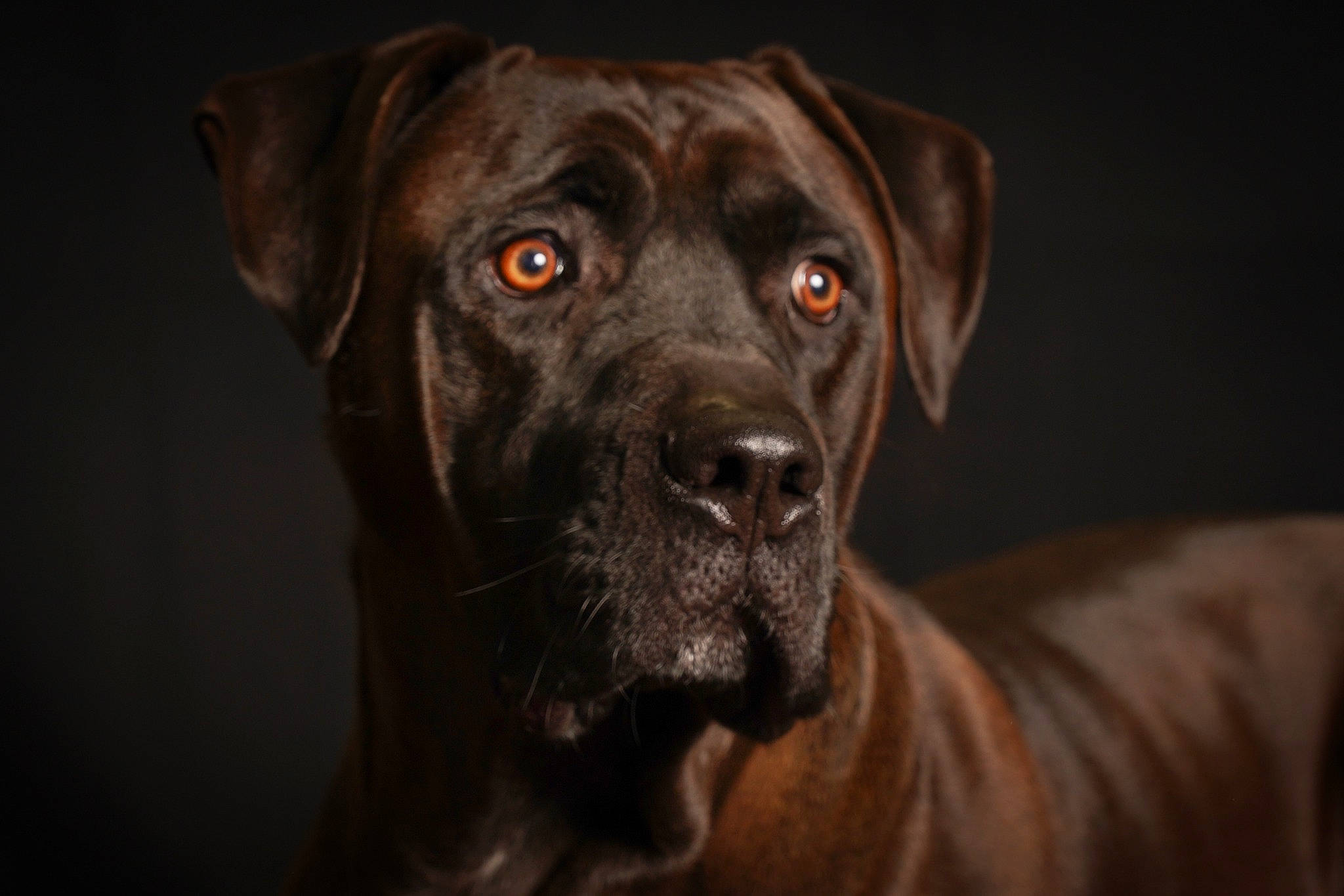 Sparrow a rejoint le concours — aidez-le/la à gagner de superbes lots ! borador, carnivore, companion_dog, darkness, dog, dog_breed, fur, gun_dog, hunting_dog, liver, whiskers, working_animal