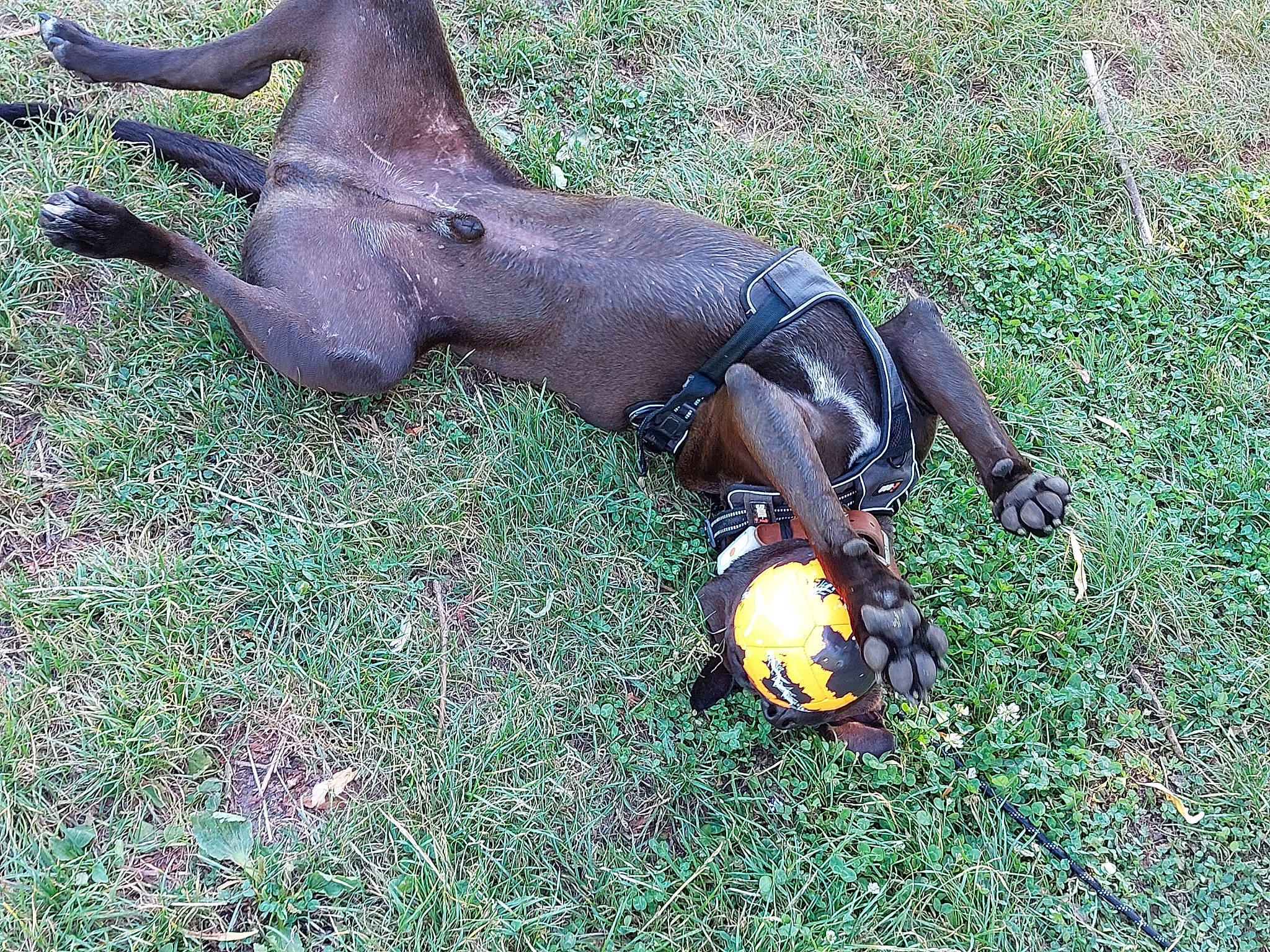 Sparrow a rejoint le concours — aidez-le/la à gagner de superbes lots ! art, carnivore, companion_dog, dobermann, dog, dog_breed, dog_supply, fawn, grass, liver, mexican_hairless_dog, sporting_group, terrestrial_animal, toy_dog