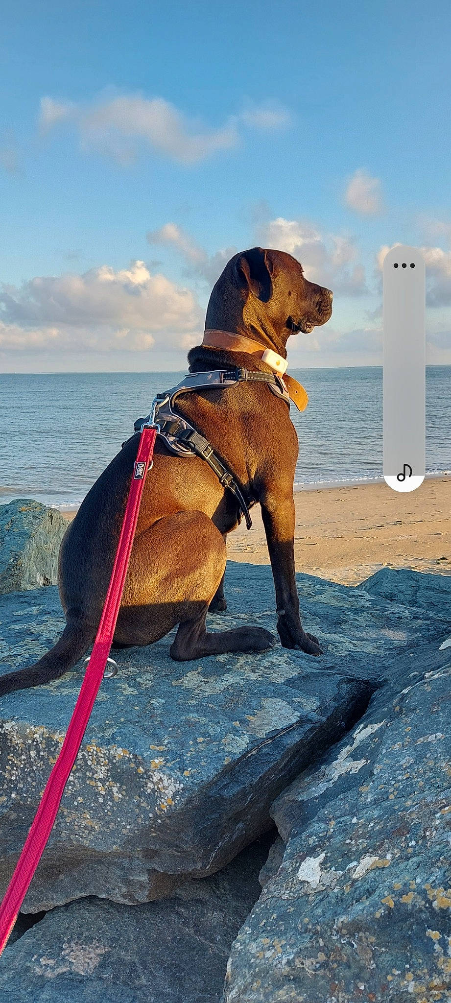 Sparrow a rejoint le concours — aidez-le/la à gagner de superbes lots ! canidae, carnivore, cloud, collar, companion_dog, dog, dog_breed, dog_collar, dog_supply, fashion_accessory, fawn, fun, leash, liver, pet_supply, sky, snout, sporting_group, water, working_animal