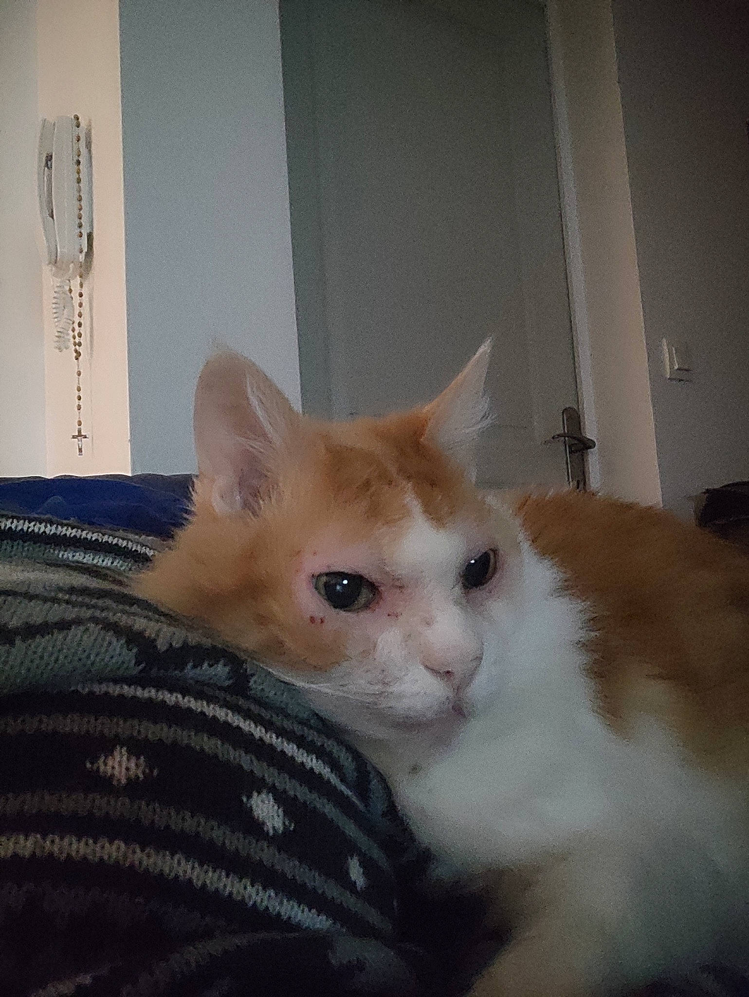 Prince participe au concours pour gagner de l'argent avec cette photo : carnivore, cat, claw, domestic_short_haired_cat, eye, fawn, felidae, fixture, fur, paw, small_to_medium_sized_cats, snout, tail, whiskers, window, wood