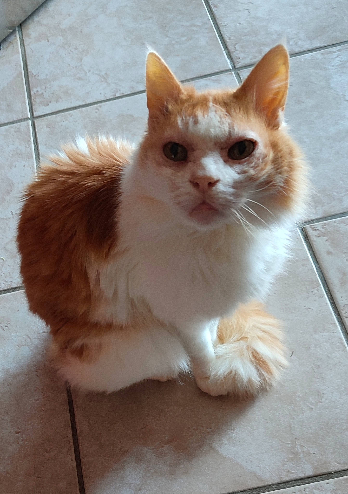 Prince participe au concours pour gagner de l'argent avec cette photo : carnivore, cat, claw, domestic_short_haired_cat, eye, fawn, felidae, flooring, fur, hardwood, paw, road_surface, small_to_medium_sized_cats, snout, tail, terrestrial_animal, whiskers